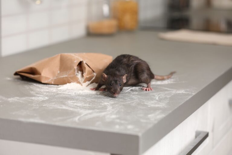 The Dangers of Black Rat Infestations and How to Avoid Them