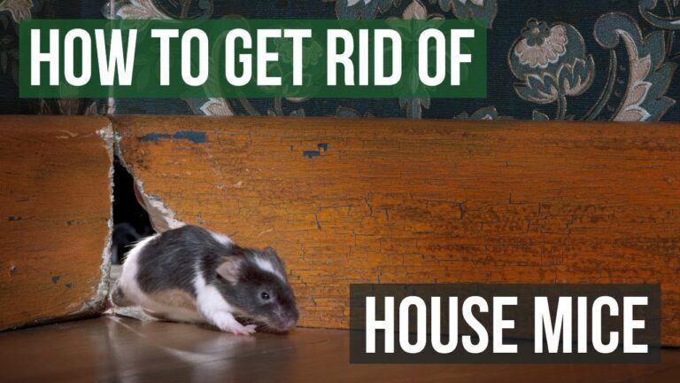 10 DIY Methods for Managing House Mouse Infestations