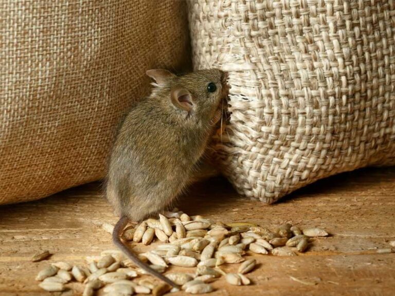 Diet of Field Mice: Feeding and Impact on Behavior