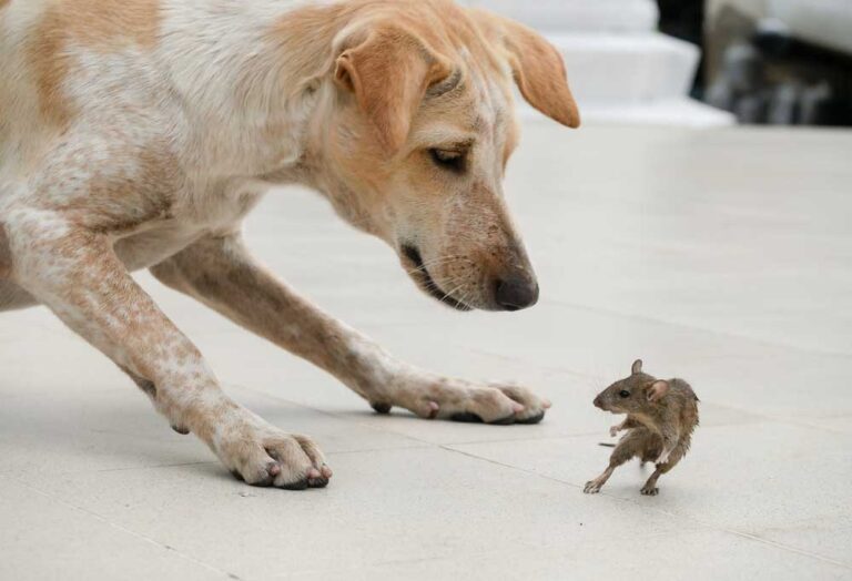 Protecting Your Pets from House Mice