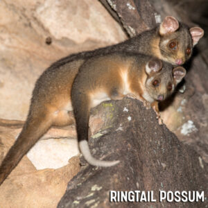 Easy DIY Solutions to Keep Ringtail Possums Away