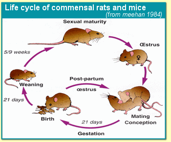 The Fascinating Life Cycle of House Mice