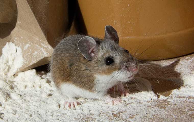 Why House Mice Are a Common Household Pest