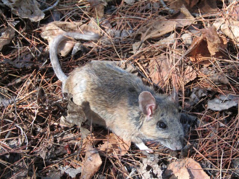 Dealing With Woodrat Chewing: Prevention and Solutions