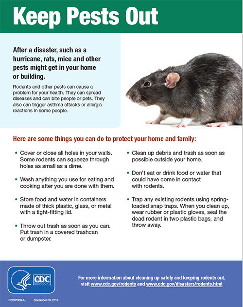 When to Consider Professional Pest Control for House Mice