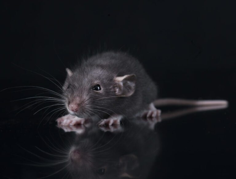 How Black Rats Can Damage Your Property and How to Stop Them
