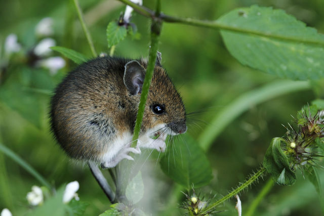 Impact of Field Mice on Agriculture and Gardens: Protection Tips