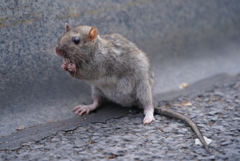 Laws and Regulations Regarding Field Mouse Control: Legal Considerations