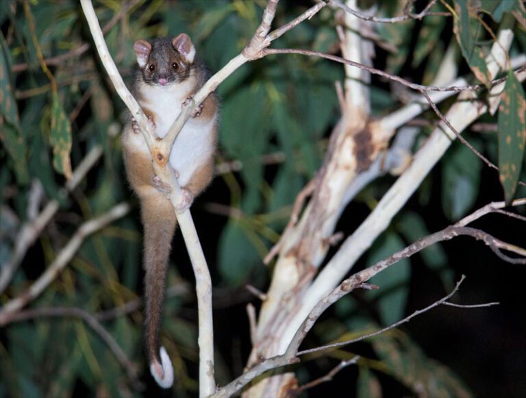 Common Signs of Ringtail Possum Activity in Your Property