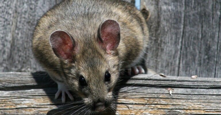 10 Woodrat Facts You Need to Know