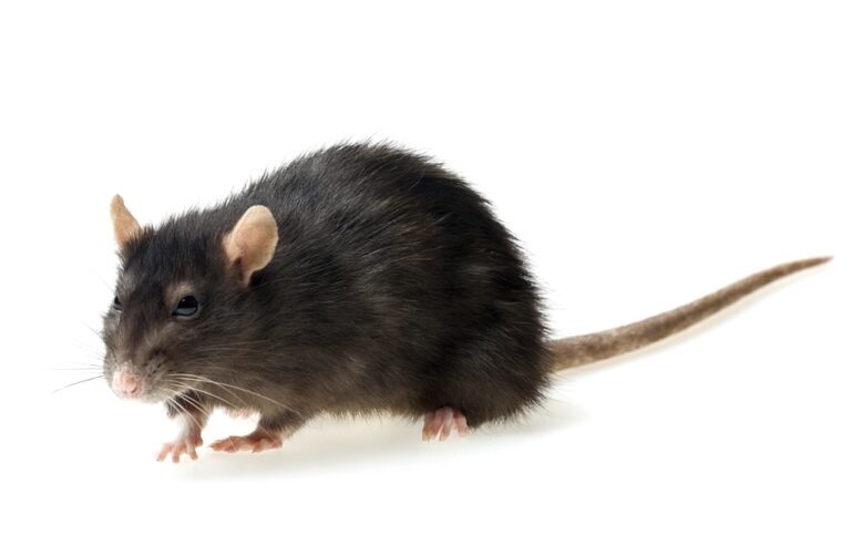 The Importance of Regular Pest Inspections to Prevent Black Rat Infestations
