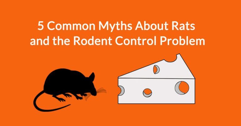 Common Misconceptions About Black Rats Debunked