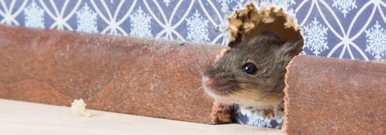 Essential Tools and Equipment for House Mouse Control