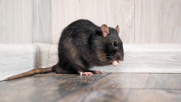 7 Habits That Attract Black Rats and How to Break Them