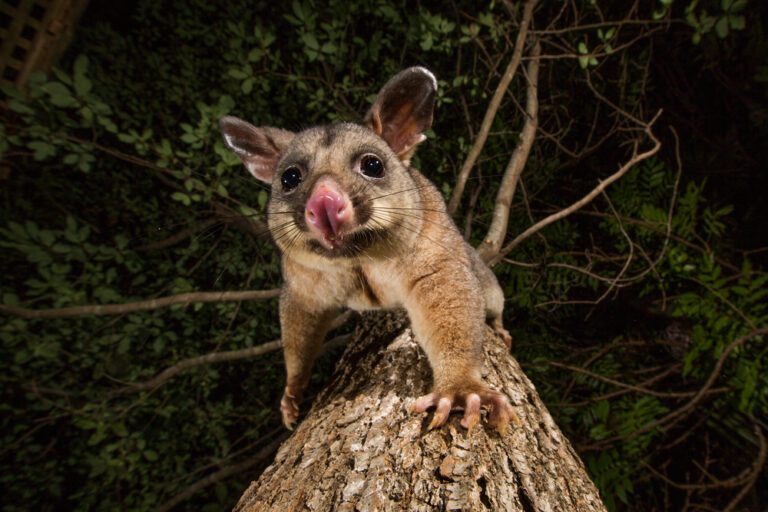 Are Brushtail Possums Dangerous to Your Health? Here’s What You Need to Know