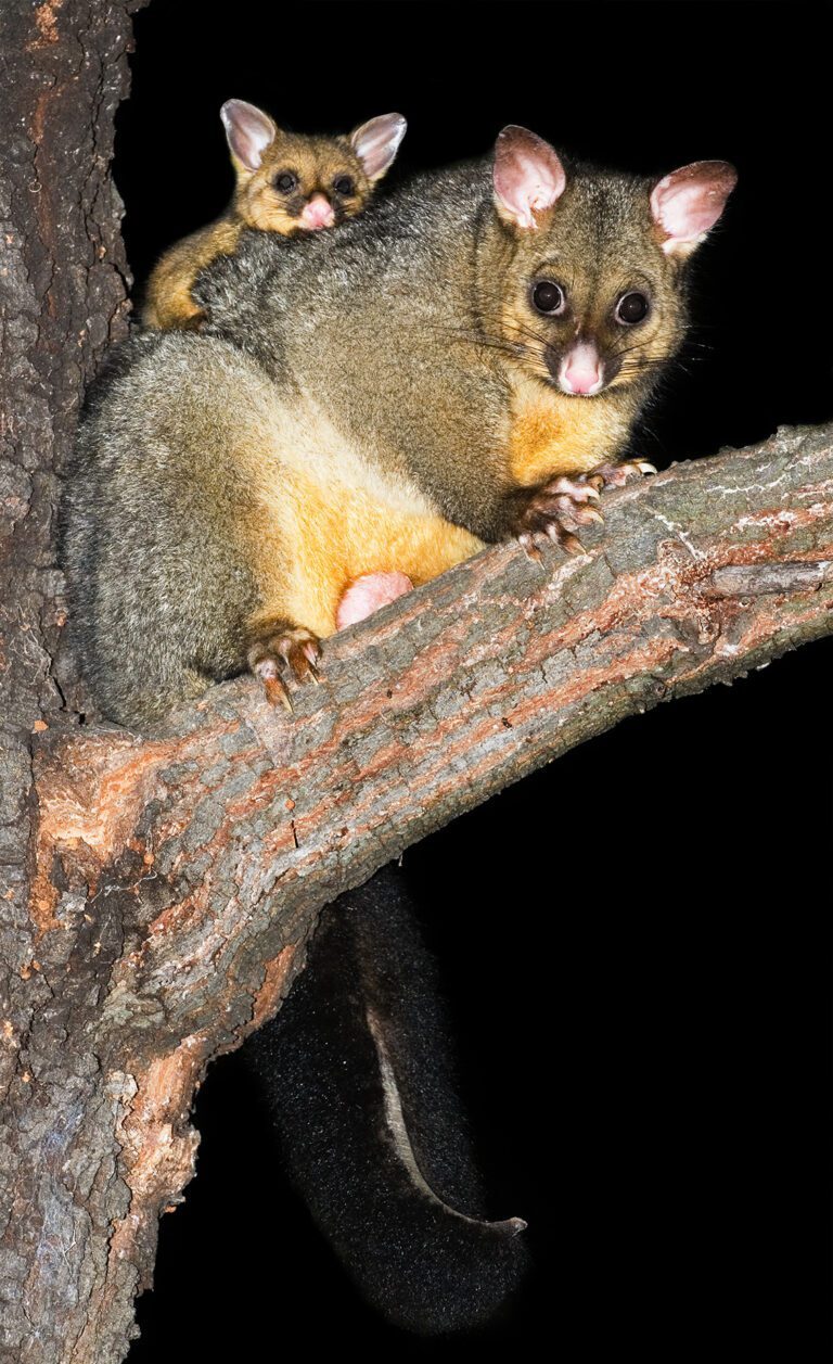 Is Your Home at Risk of Property Damage from Brushtail Possums?