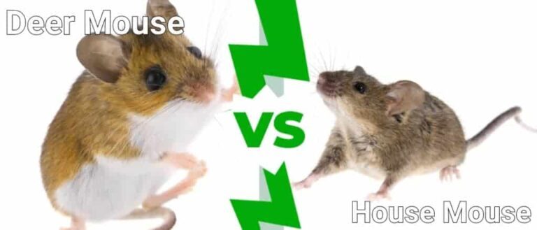 House Mice vs. Field Mice: What’s the Difference?