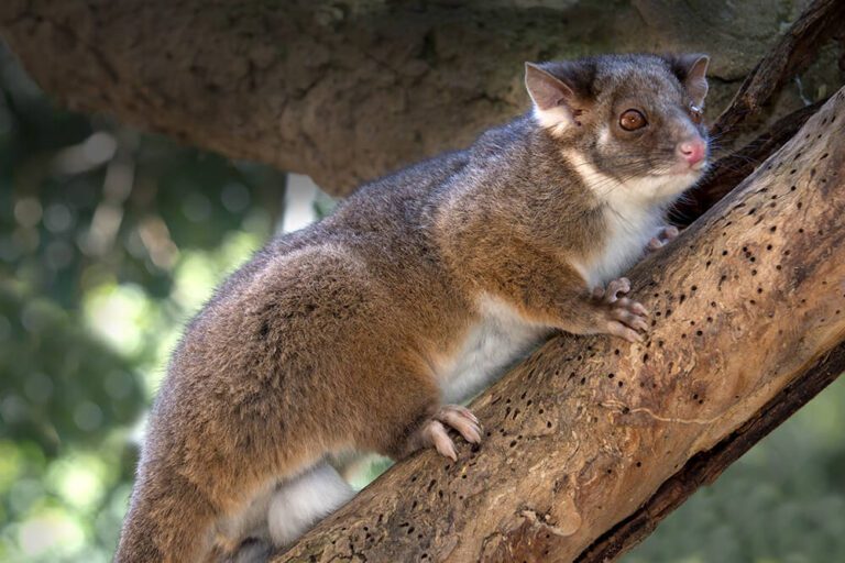 The Link Between Landscaping and Ringtail Possum Infestations