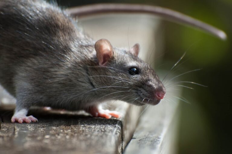 Protecting Your Home from Woodrat Infestations