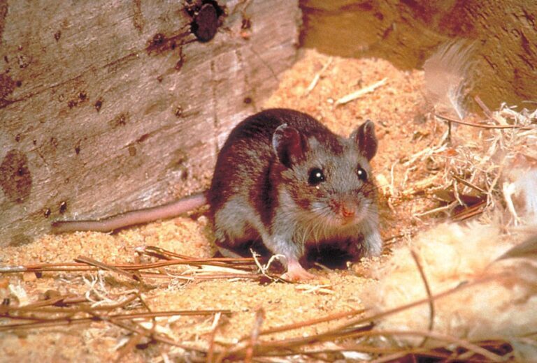 Field Mice and Diseases: Health Risks for Humans and Pets