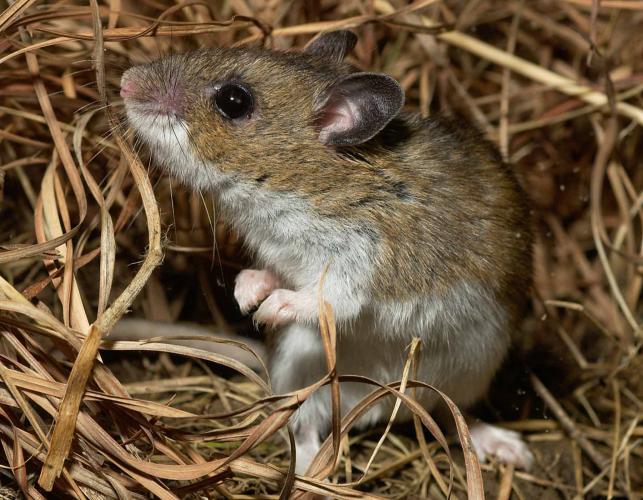 Habitat of Field Mice: Preference and Nesting
