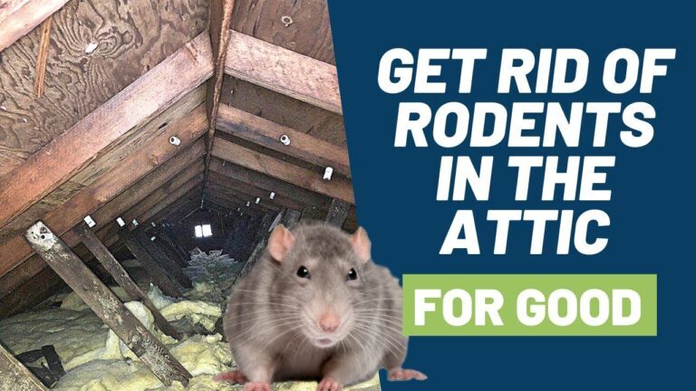 How to Keep Woodrats Out of Your Attic