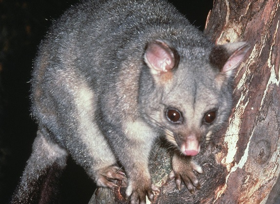 The Role of Exclusionary Tactics in Ringtail Possum Control