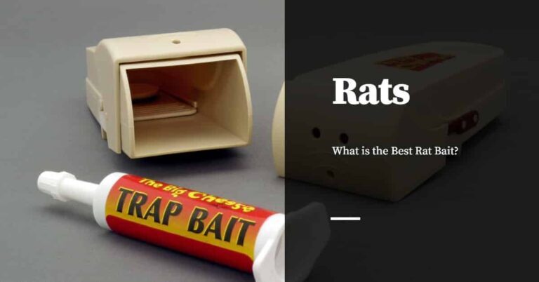 The Best Products for Black Rat Control