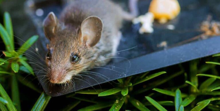 10 Tips for Preventing House Mouse Infestations
