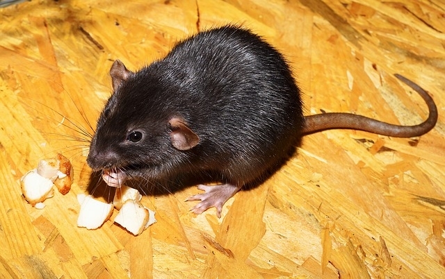 Why Black Rat Infestations Shouldn’t Be Ignored