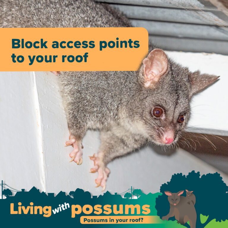 Ringtail Possum-Proofing Your Roof: What You Need to Know
