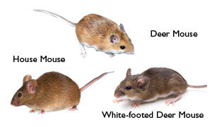 Field Mice vs. Other Mice Species: Comparison Guide