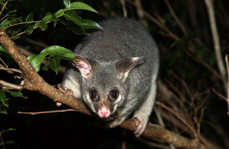 Brushtail Possums: The Good, The Bad, and The Ugly