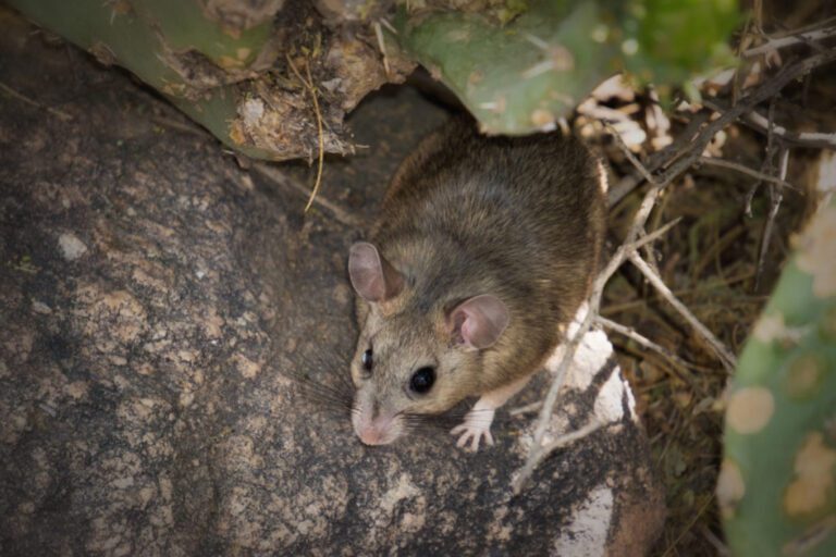 Woodrat Prevention: What You Should Know