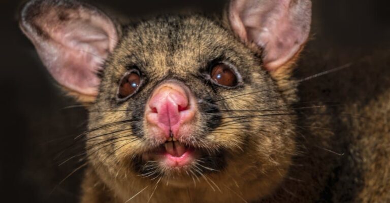 Brushtail Possums and Your Pets: What You Need to Consider