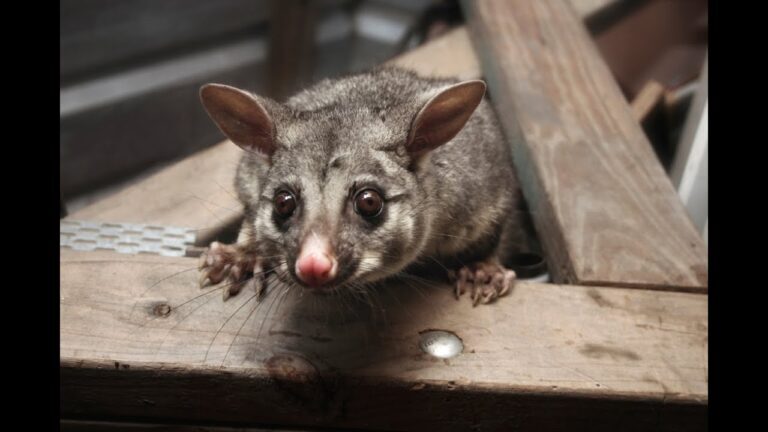 What You Need to Know About Legal Considerations When Controlling Brushtail Possums