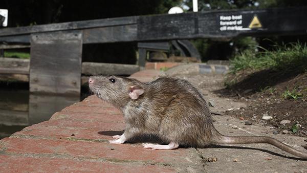 Why Proactive Pest Control is Essential for Black Rat Prevention