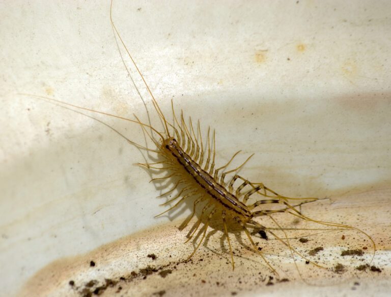 Unraveling the Mystery: House Centipede Facts and Myths
