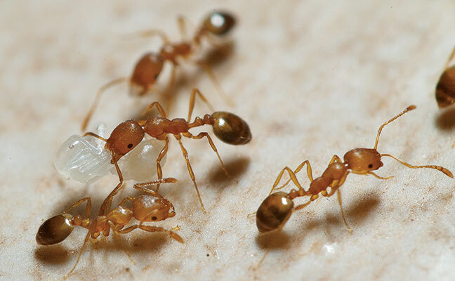 Debunking Pharaoh Ant Myths: The Truth Behind Common Misconceptions