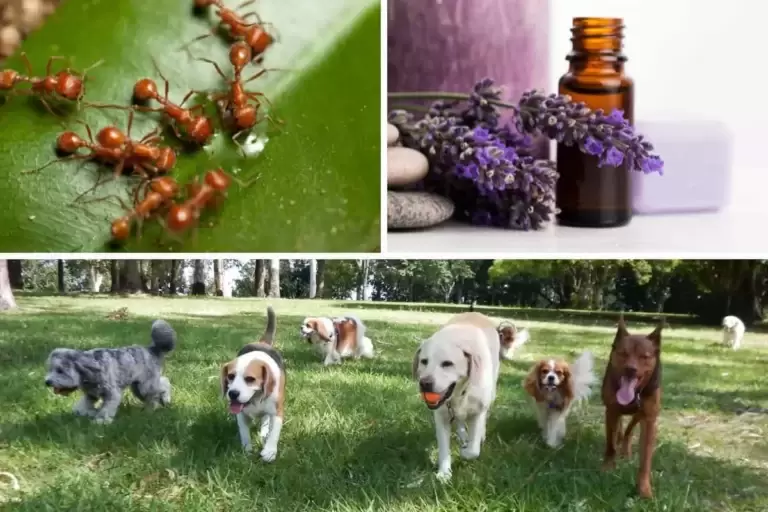 How Argentine Ants Can Affect Your Pets: Safety Tips for Pet Owners