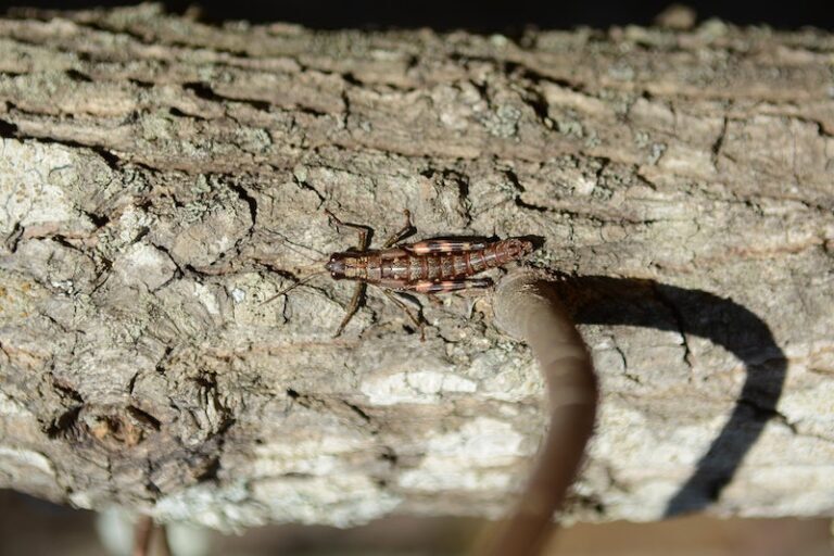 Earwig Facts: Discovering Fascinating Insights about these Insects
