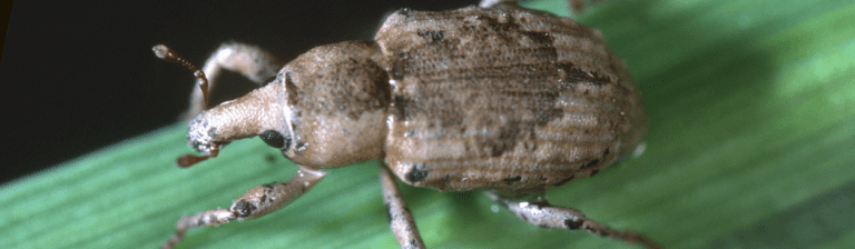 Dealing with Weevils: Effective Pest Management Strategies