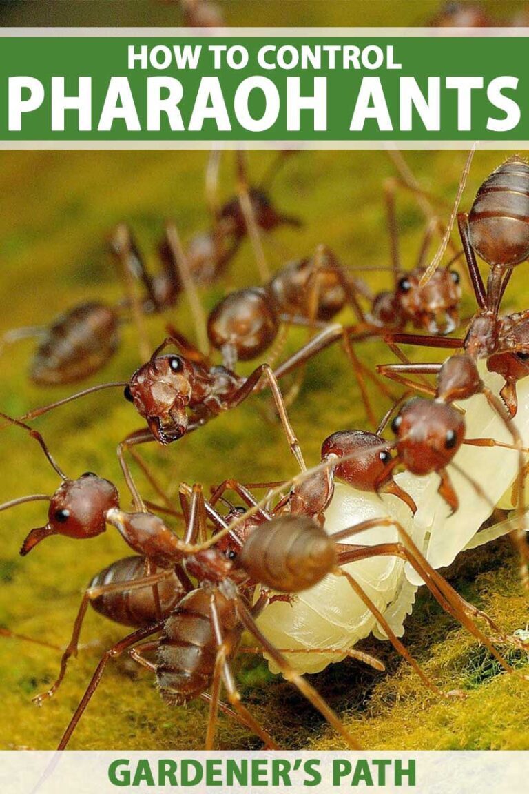 Pharaoh Ants: How to Protect Your Food and Pantry