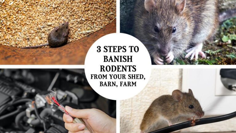 First-Hand Experiences: Battling Cotton Rat Invasions