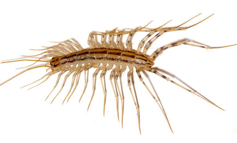 Conquering House Centipede Phobia: Overcoming the Fear
