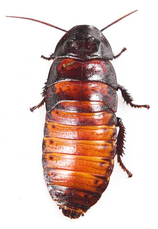 Oriental Cockroaches Unveiled: Common Problems and Effective Solutions