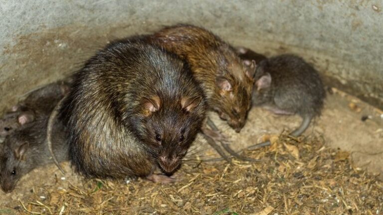 Brown Rat Infestations: Common Signs and Prevention