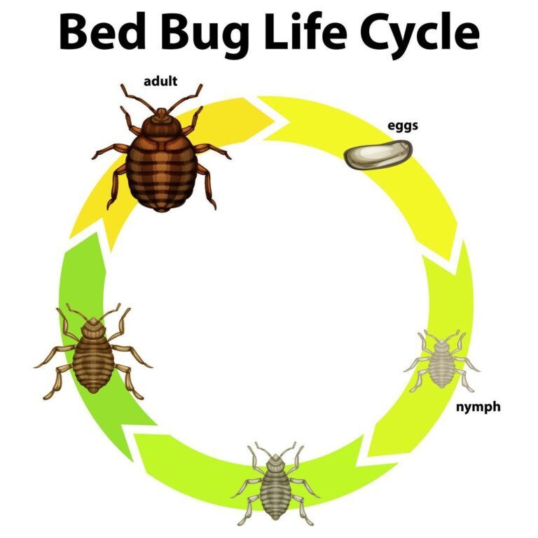 Understanding Bed Bugs: Behavior, Habits, and Life Cycle