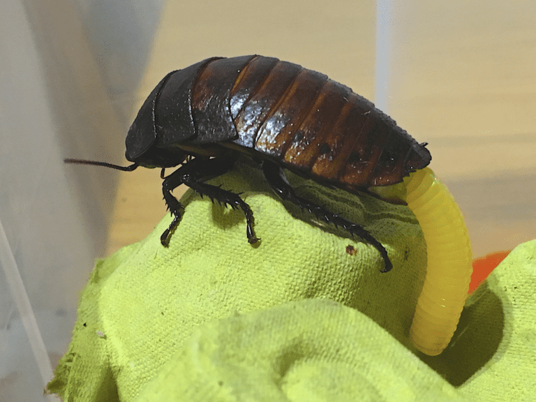 First-Hand Encounters: Battling Oriental Cockroach Infestations