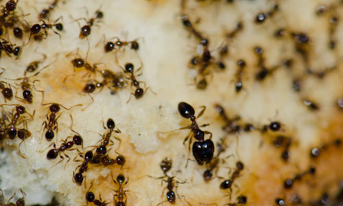 Protecting Your Property: Argentine Ant Prevention for Homeowners